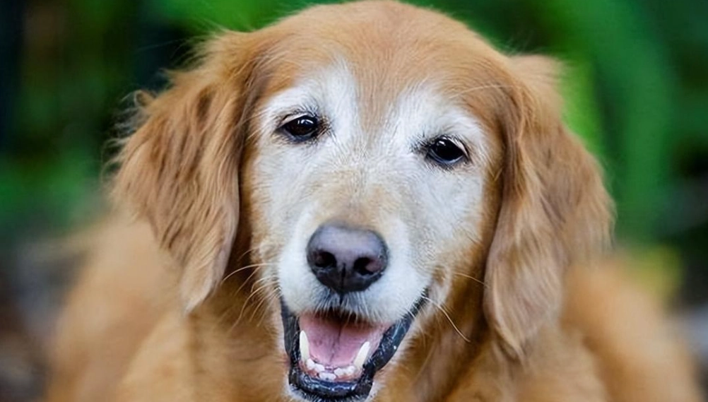 老年犬關節炎症狀 老年犬關節炎症狀