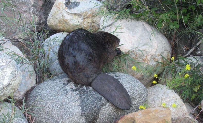 河狸尾巴功能 河狸尾巴功能