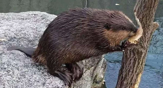 河狸尾巴功能 河狸尾巴功能