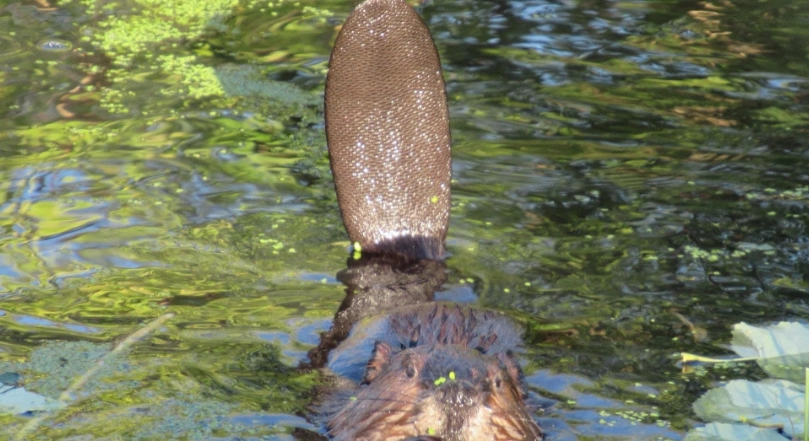 河狸尾巴特徵 河狸尾巴特徵