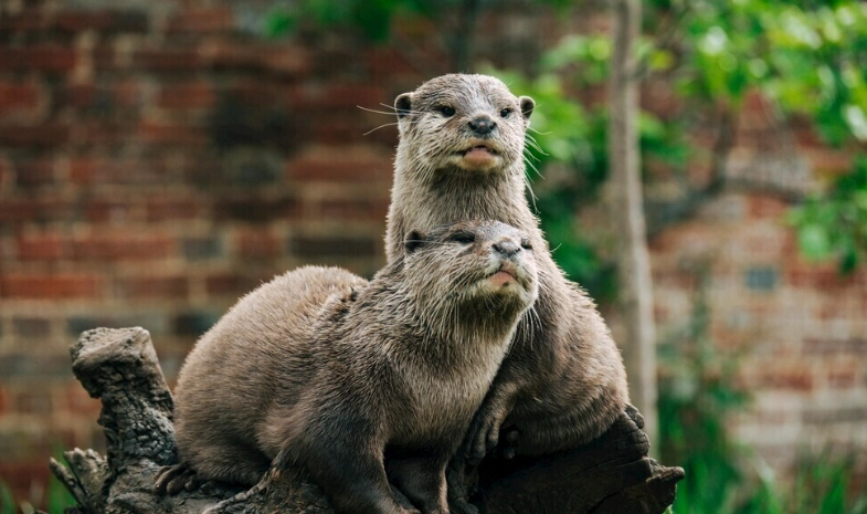 海獺與水獺區別