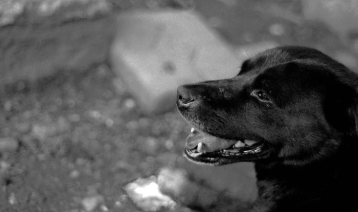 老狗四肢無力原因