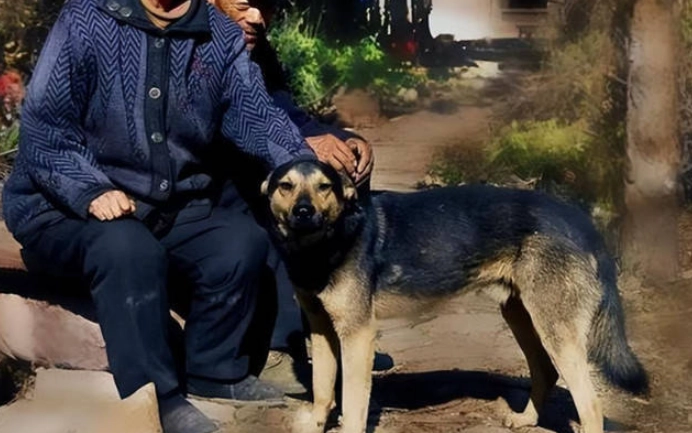 狗後腳無力治療方法 狗後腳無力治療方法