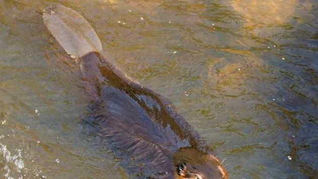 河狸生态作用 河狸生态作用