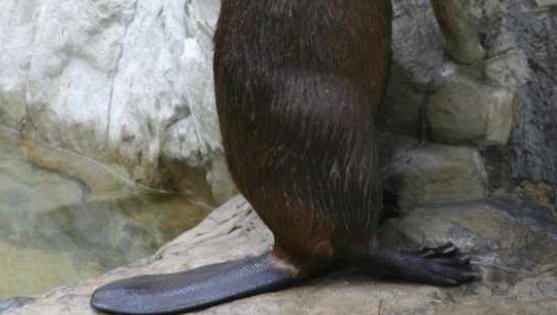 河狸生态作用 河狸生态作用