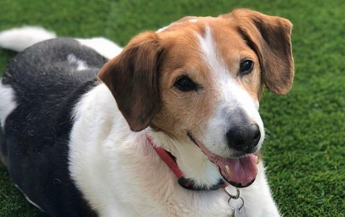 老年犬關節炎症狀 老年犬關節炎症狀