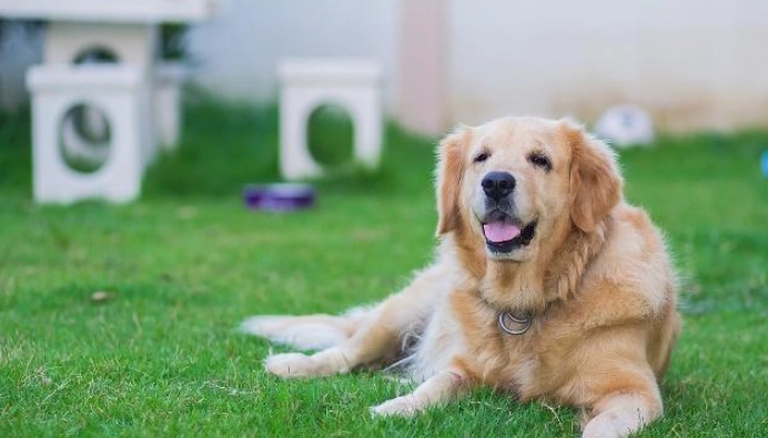 狗後腳無力治療方法 狗後腳無力治療方法