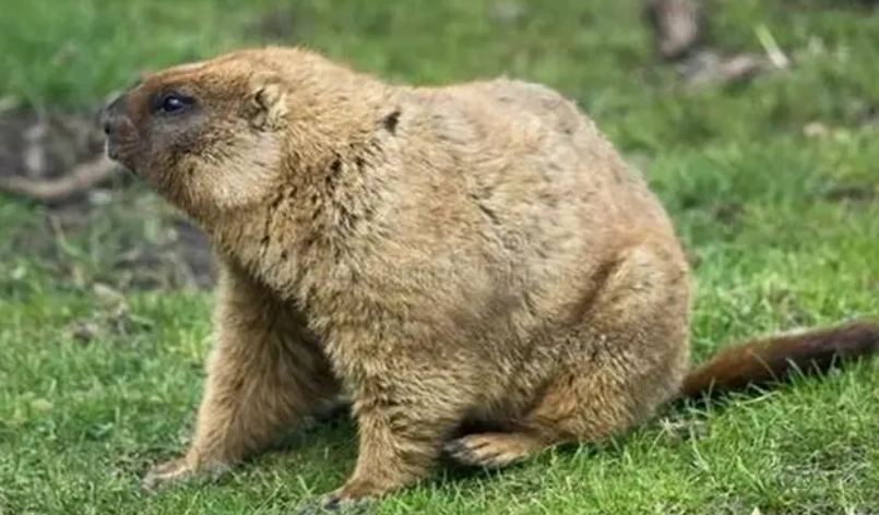 河狸尾巴功能 河狸尾巴功能