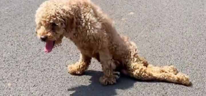 狗狗瘫软无力原因