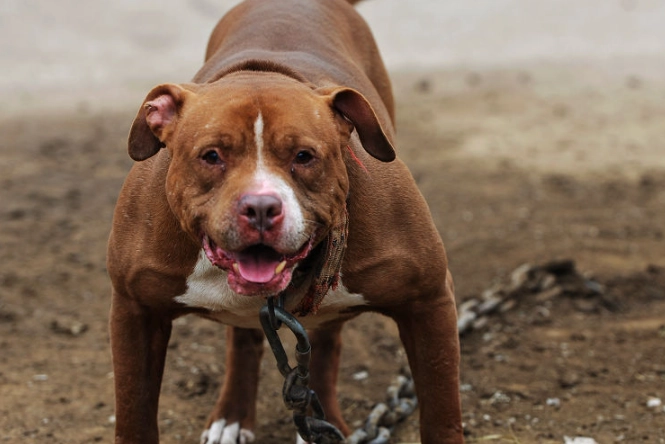 比特犬鬆口方法