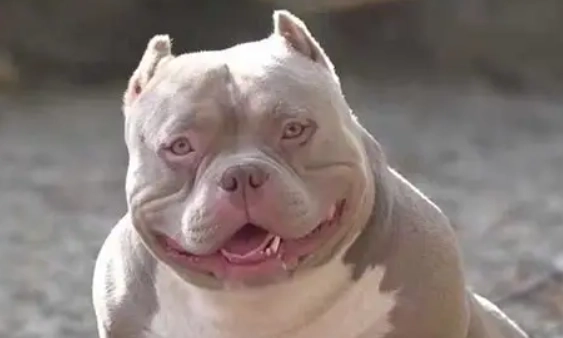 比特犬兇猛原因