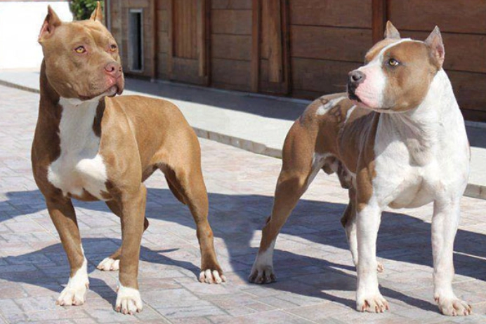 鬥牛犬飼養指南