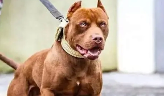 比特犬禁養規定 比特犬禁養規定