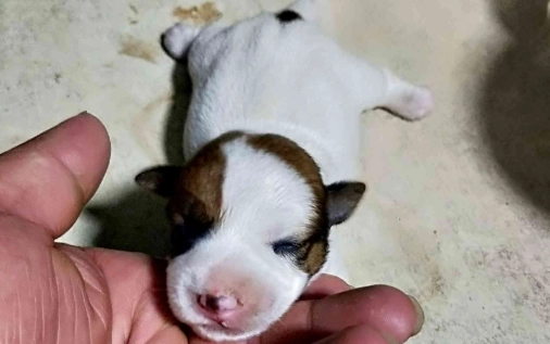 杰克罗素梗犬健康