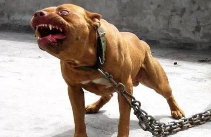 比特犬攻擊預防 比特犬攻擊預防