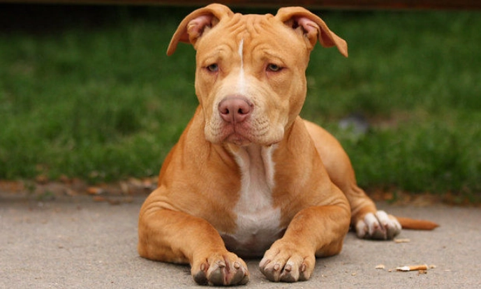 比特犬性格分析