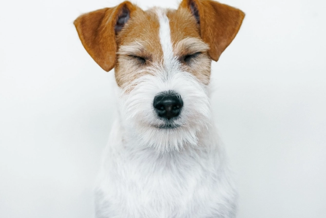 傑克羅素犬健康問題