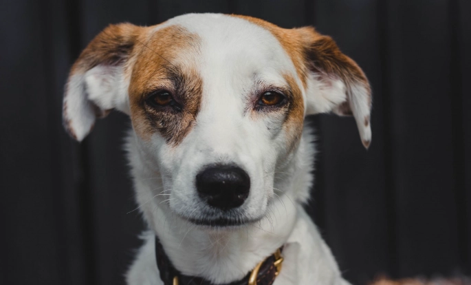 傑克羅素犬照顧