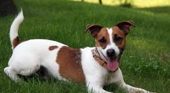 傑克羅素犬體味原因 傑克羅素犬體味原因