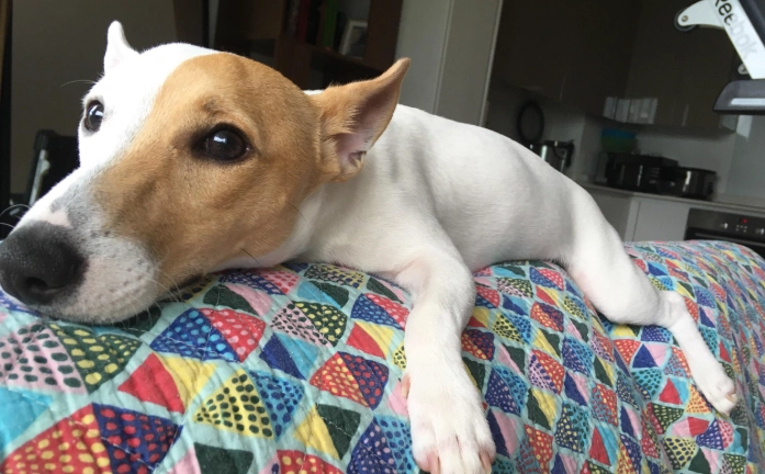 傑克羅素犬照顧