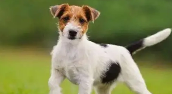 杰克罗素梗犬照顾