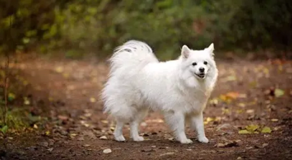 狐狸犬標準尺寸