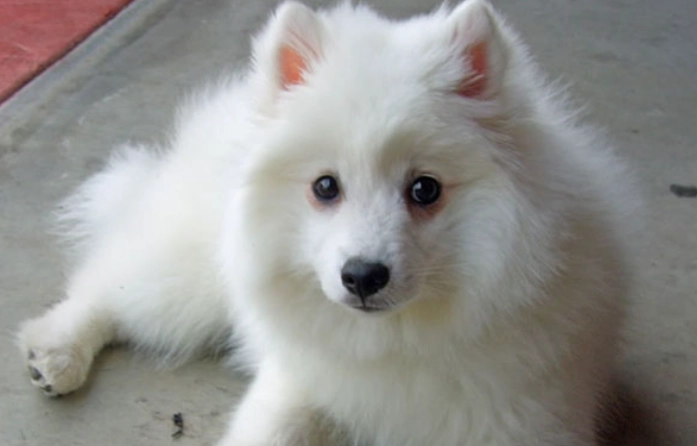 日本狐狸犬訓練