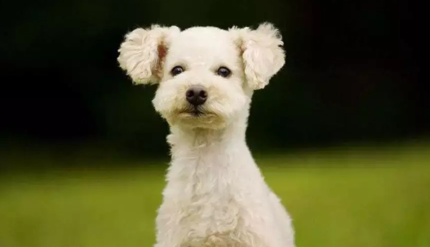 比熊和貴賓哪個好