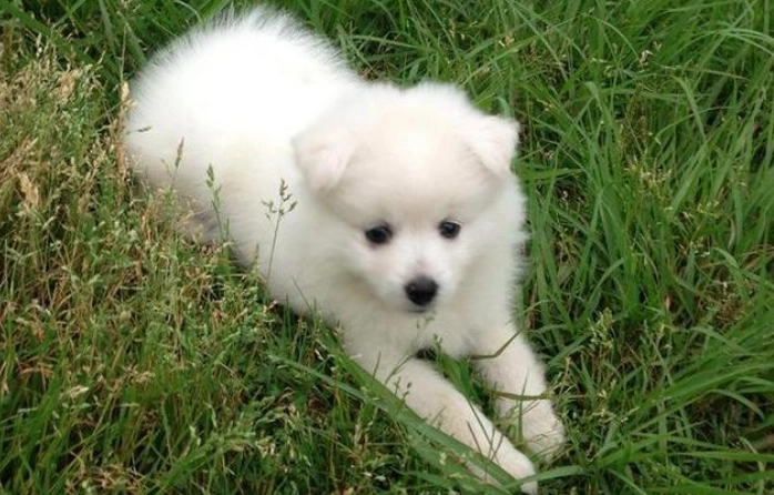 狐狸犬體型大小