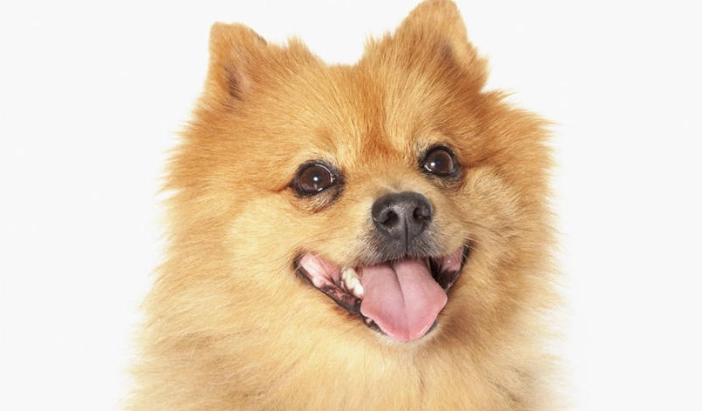 松鼠狗平均壽命