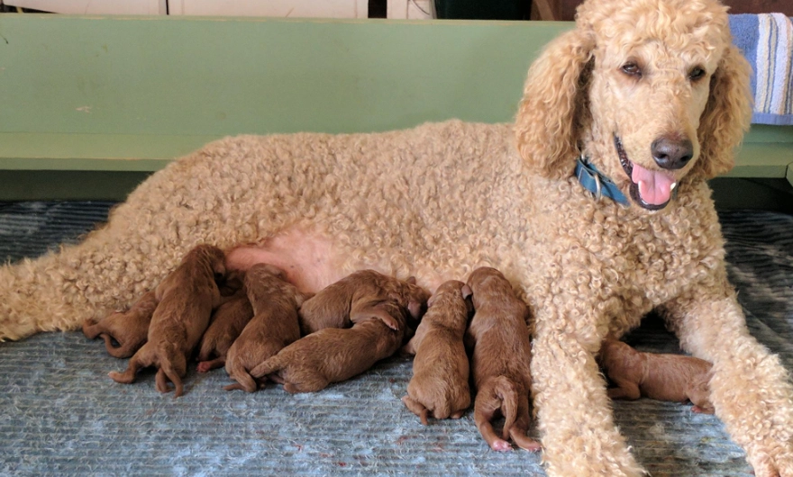比熊犬貴賓犬比較