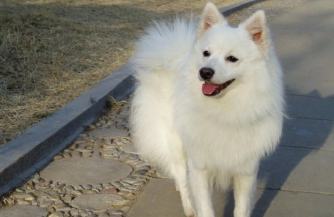 銀狐犬飼養困難