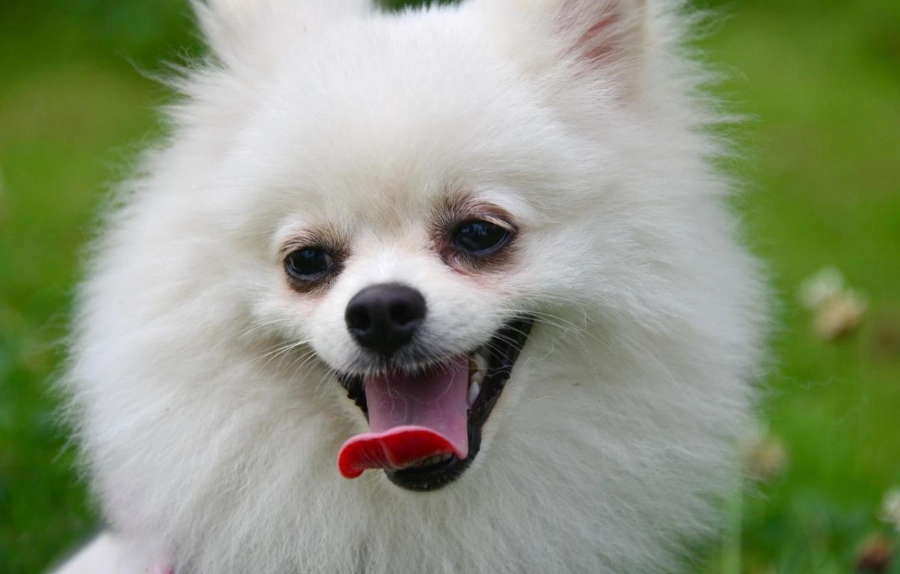 博美犬常見疾病