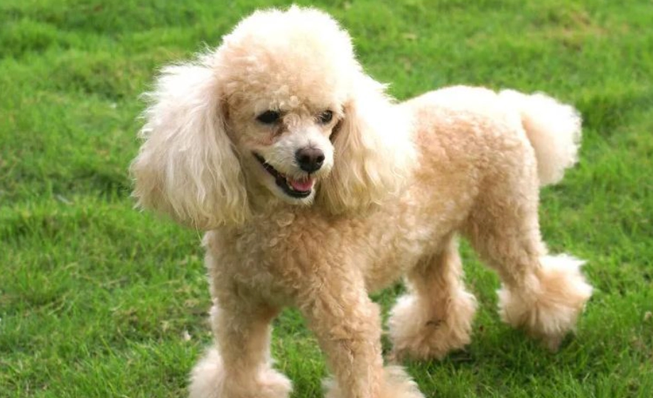 比熊犬貴賓犬比較