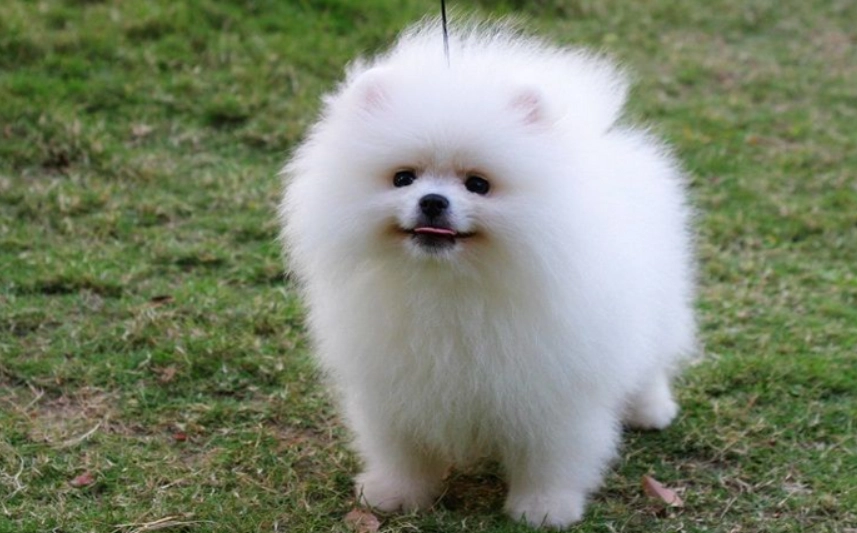 延長松鼠狗壽命方法