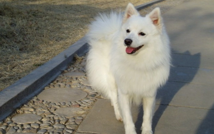 狐狸犬體型大小