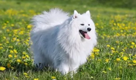 銀狐犬身高體重