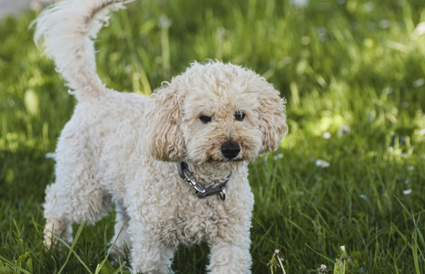 比熊和貴賓哪個好