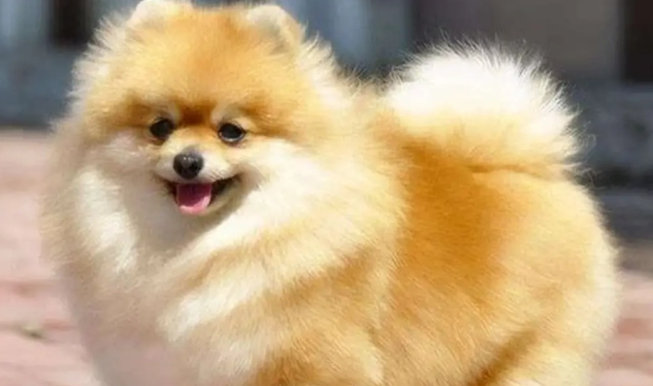 延長松鼠狗壽命方法