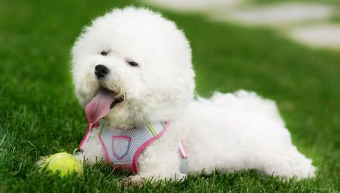 比熊犬貴賓犬比較