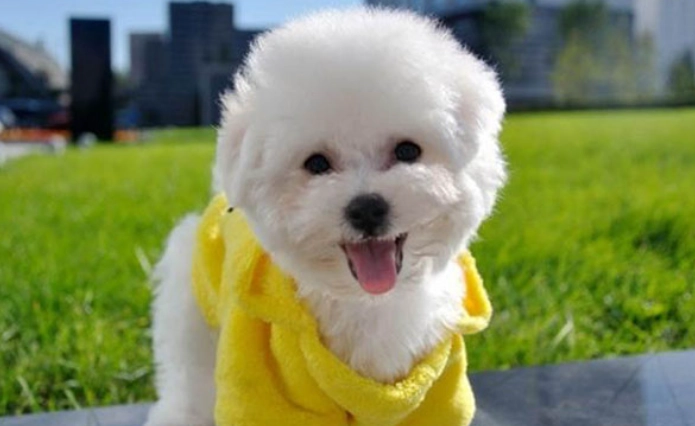 比熊和貴賓哪個好