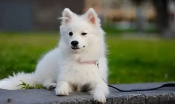 日本銀狐犬大小