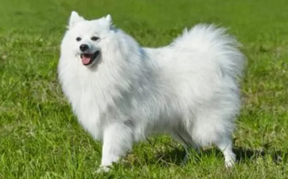 銀狐犬身高體重