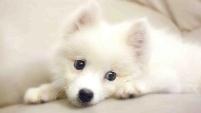 日本狐狸犬訓練