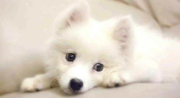 狐狸犬大小比較