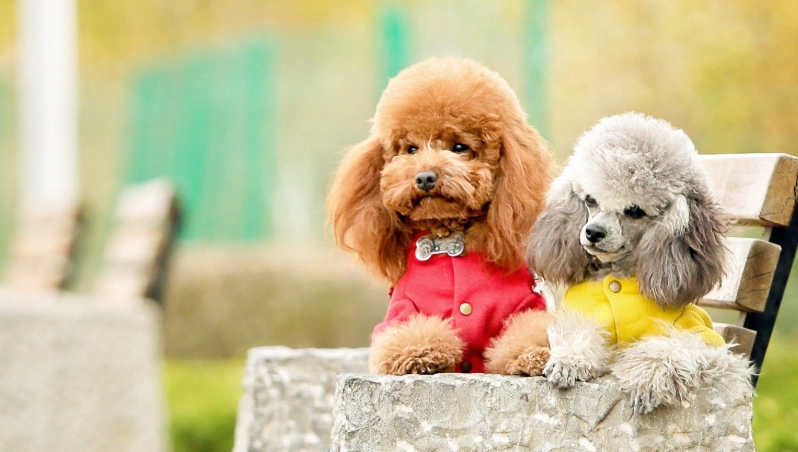 比熊犬貴賓犬比較