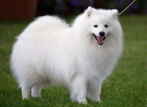 日本狐狸犬訓練