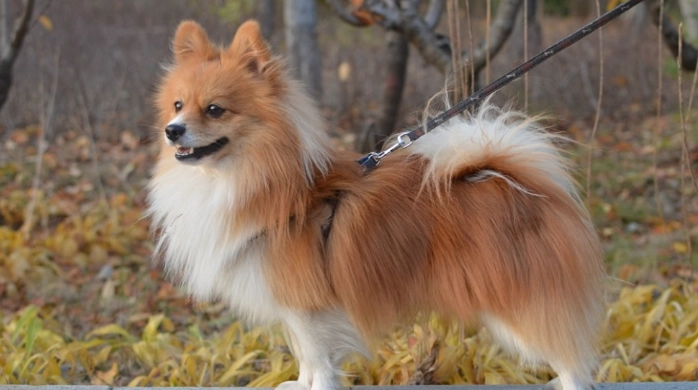 狐狸犬標準尺寸