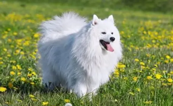 銀狐犬行為問題