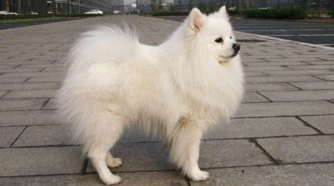 日本銀狐犬 飼養